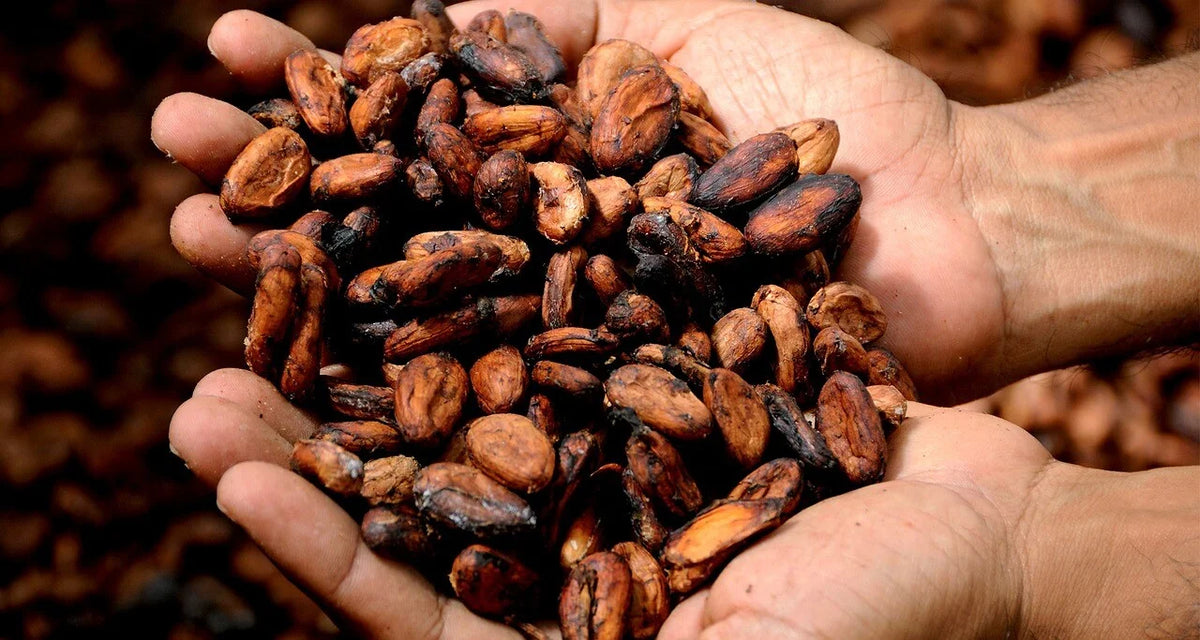 Cocoa shell mulch