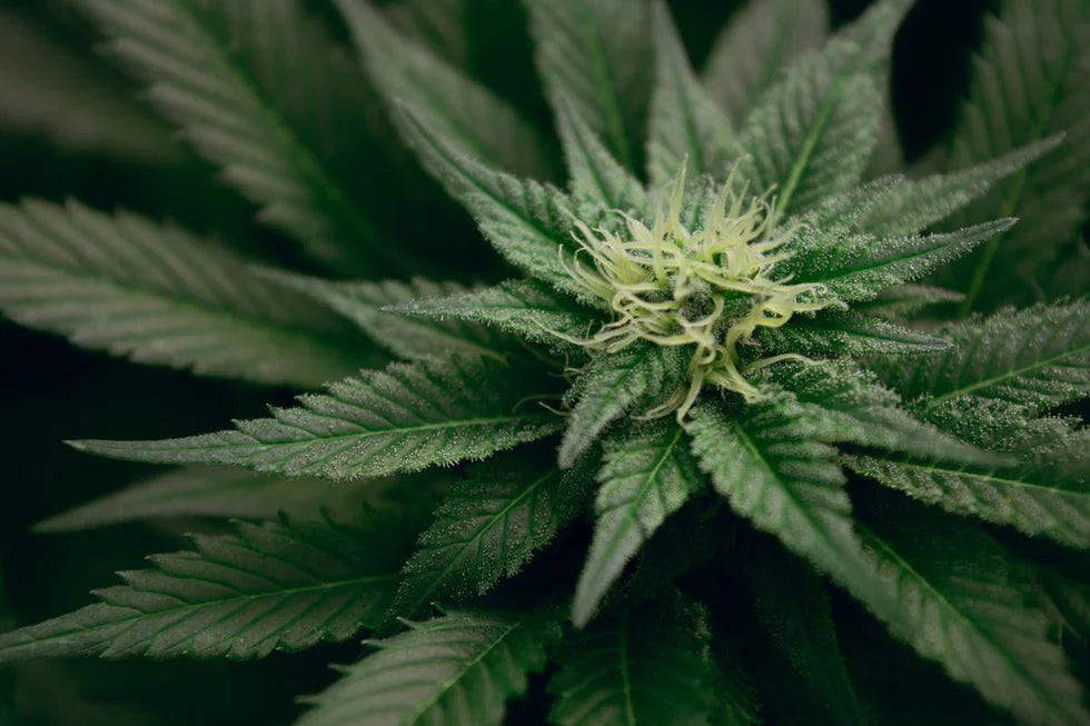 Automatics: Alles, was Sie über Cannabis Automatics Strains wissen müssen