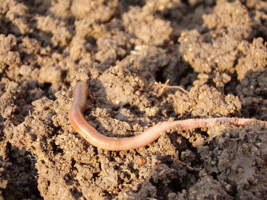 Der Nutzen von Regenwurmhummus in Living Soil