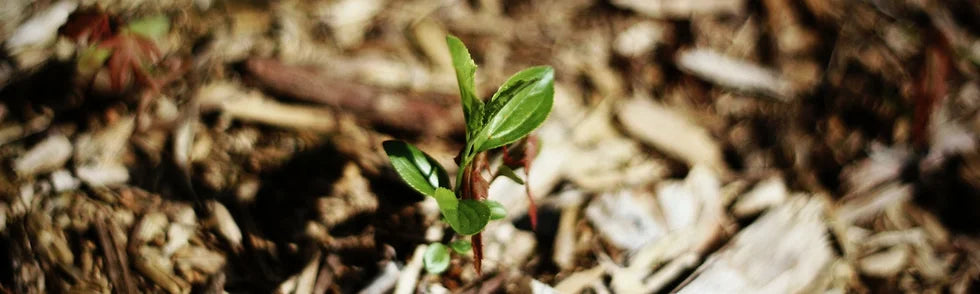 Wichtig: Mulchen bei Living Soil